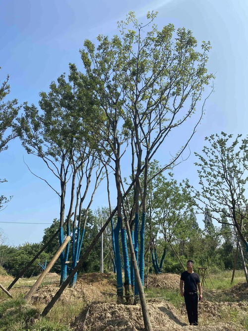 苗多多实地认证景湖苗木 绿化养护专业指南