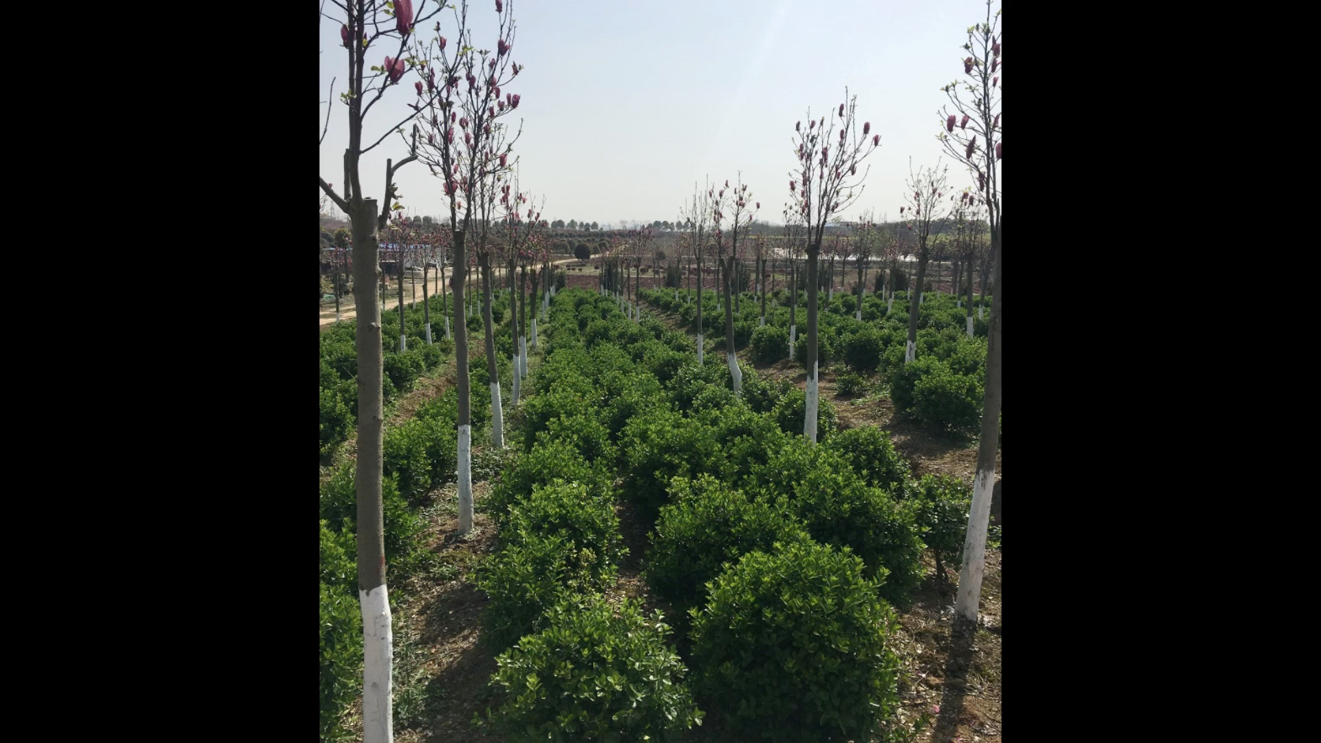 专业园林绿化景观工程与养护服务