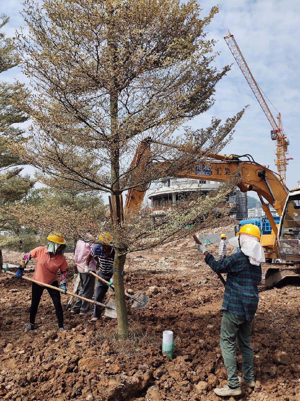镜头下的绿色使命 从工地日常到全民植树的绿化之路